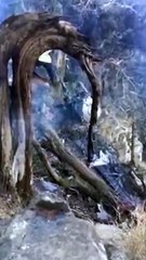 بالفيديو اثار حطام الطائرة التي كانت تقل نائب أمير منطقة عسير