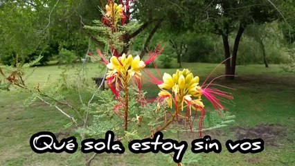 Novia Cumbianchera Qué sola estoy sin vos canta Giselle Romina Castillo Vargas