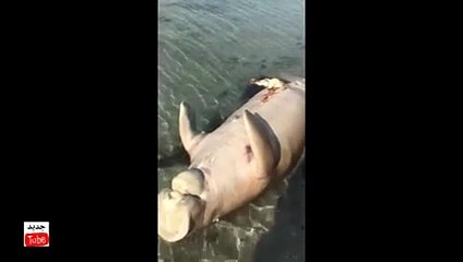 ظهور كائن بحري غريب الشكل والحجم بشاطئ ينبع في السعودية