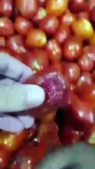 بالفيديو  طماطم فاسدة داخل محل كشري بالسعودية تتسبب في اغلاقه