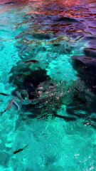 PAUSE REPAS dans un paradis à Majorque