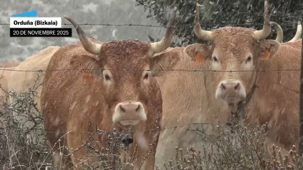 Cantabria, Castilla y León, Navarra y País Vasco en aviso naranja por acumulación de nieve
