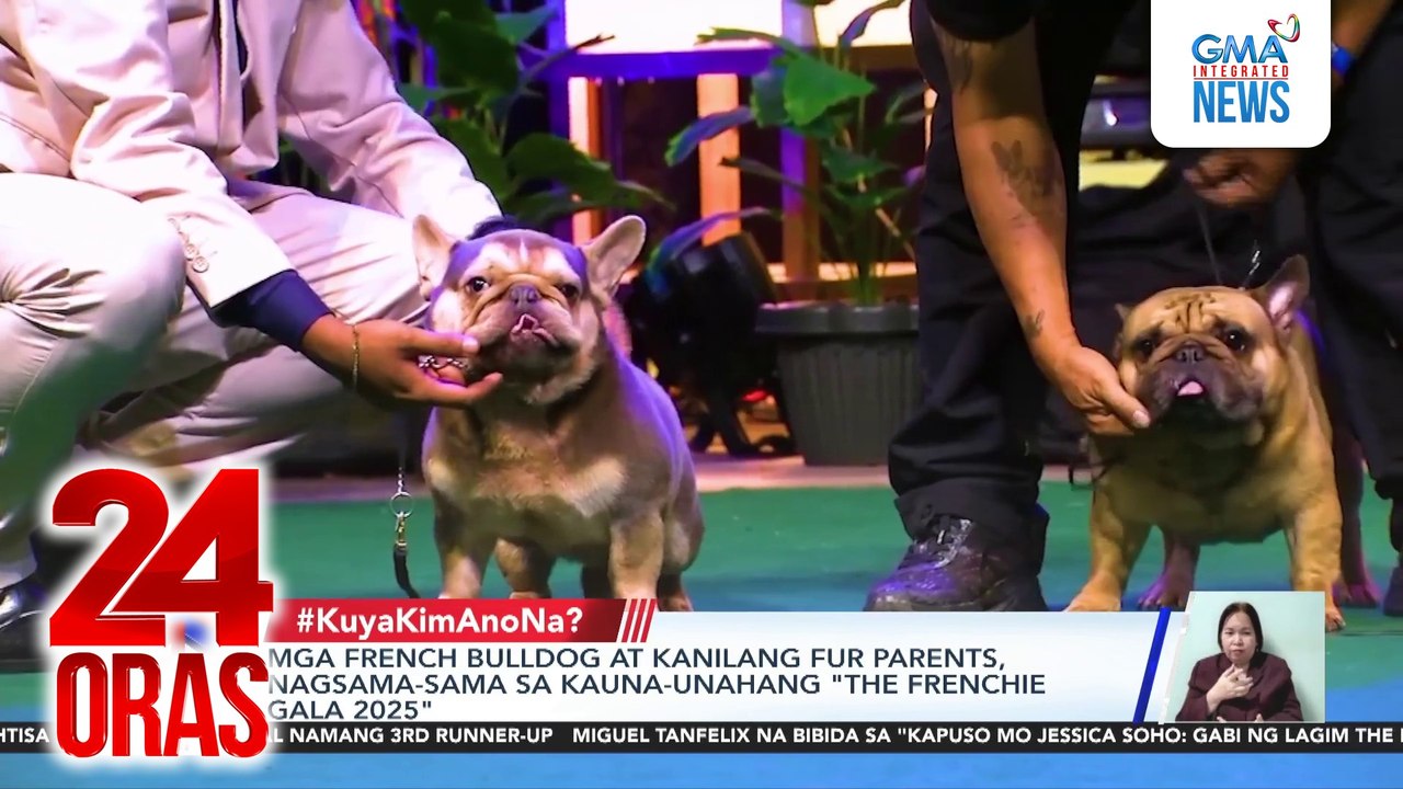 Mga french bulldog at kanilang fur parents, nagsama-sama sa kauna-unahang "The Frenchie Gala 2025" | 24 Oras