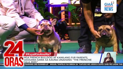 Mga french bulldog at kanilang fur parents, nagsama-sama sa kauna-unahang "The Frenchie Gala 2025" | 24 Oras