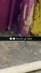 ثعبان يهاجم مدرسة  بالطائف ويتسبب في حالة ذعر بين الطلاب