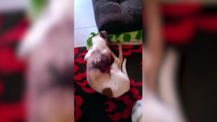 Moradora de Cascavel pede ajuda para tratar duas cachorrinhas resgatadas com bicheira