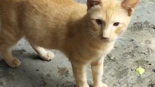 Cute Chubby Orange Cat