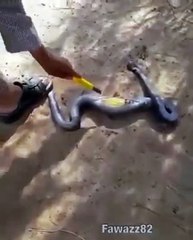 بالفيديو شاب سعودي يقتل  ثعبان ويشق بطنه ليصدم بما داخلها