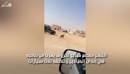 بالفيديو :ثلاث سيارات تطارد خروف هارب من صاحبه ودورية امنيه توقفه وتمسك به بالسعودية
