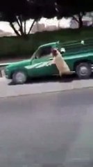 بالفيديو محاولة هروب خروف من سيارة بالسعودية