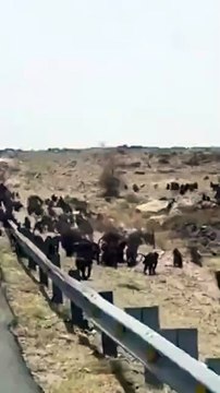 فيديو: قطيع من القرود يثير الرعب ويقطع الطريق في عسير بالسعودية