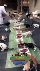 مواطن سعودي يقوم باعداد وليمة للقطط بمنطقة القصيم