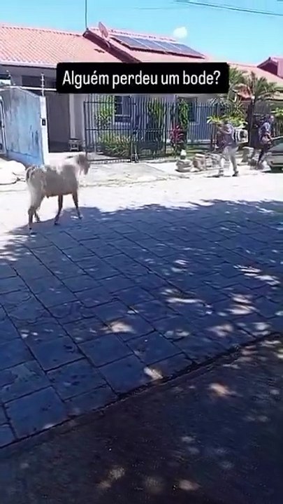 Bode coloca trabalhadores de cidade da Grande Florianópolis para correr e cena viraliza