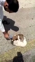 بالفيديو مواطن سعودي ينقذ كلاب صغيرة من شدة العطش بعدما وجدها تئن من شدة الحرارة