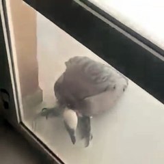 بالفيديو نسر يطرق احد المنازل بسبب الحر في السعودية