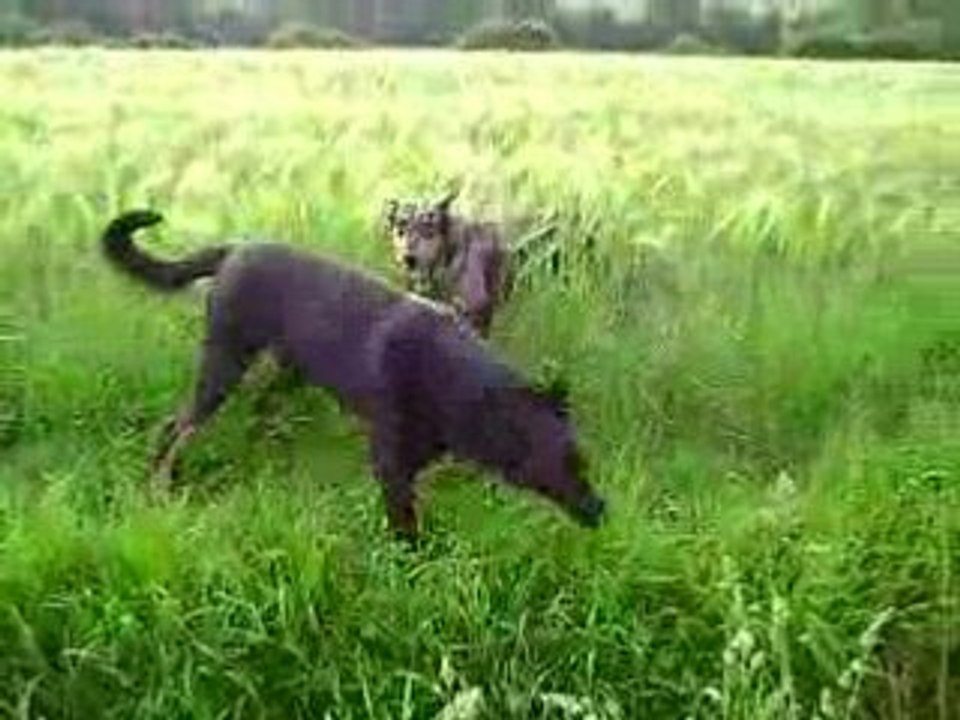 beauceron