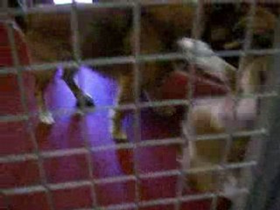 cage chiot 2
