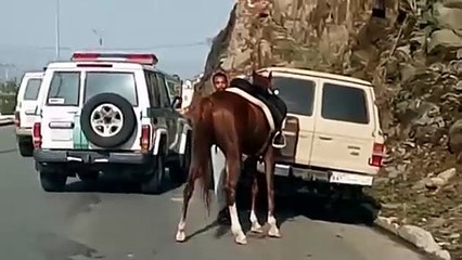 المرور تحجز مركبة مواطن قام بالسيطرة على حصان جامح تسبب في عرقلة حركة السير