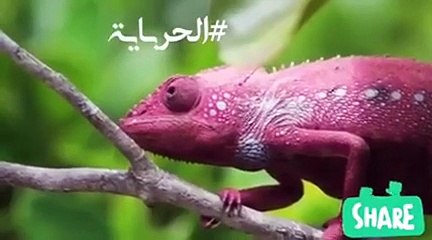 خاص – هيفاء وهبي تنافس في رمضان رغم كل الأزمات