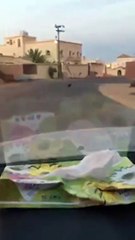 ذئب يتجول فى شوارع سكاكا والامساك به بعد 5 ايام