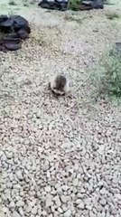 مواطن سعودي يوثق لحظه التهام قنفذ لثعبان