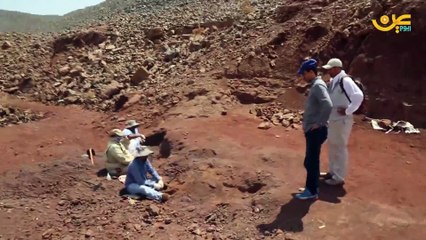 العثور على جمجمة أثرية في مكة عمرها 28 مليون سنة