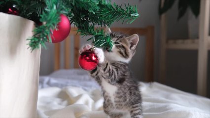 Holiday Joy Isn’t Just for Humans—Pets Are All In.mp4