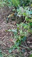 Cachorrinha se perde em encosta perigosa e resgate leva horas em Florianópolis