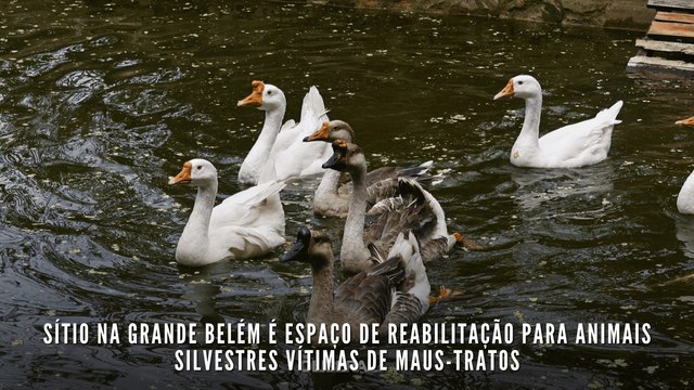 Sítio na Grande Belém é espaço de reabilitação para animais silvestres vítimas de maus-tratos