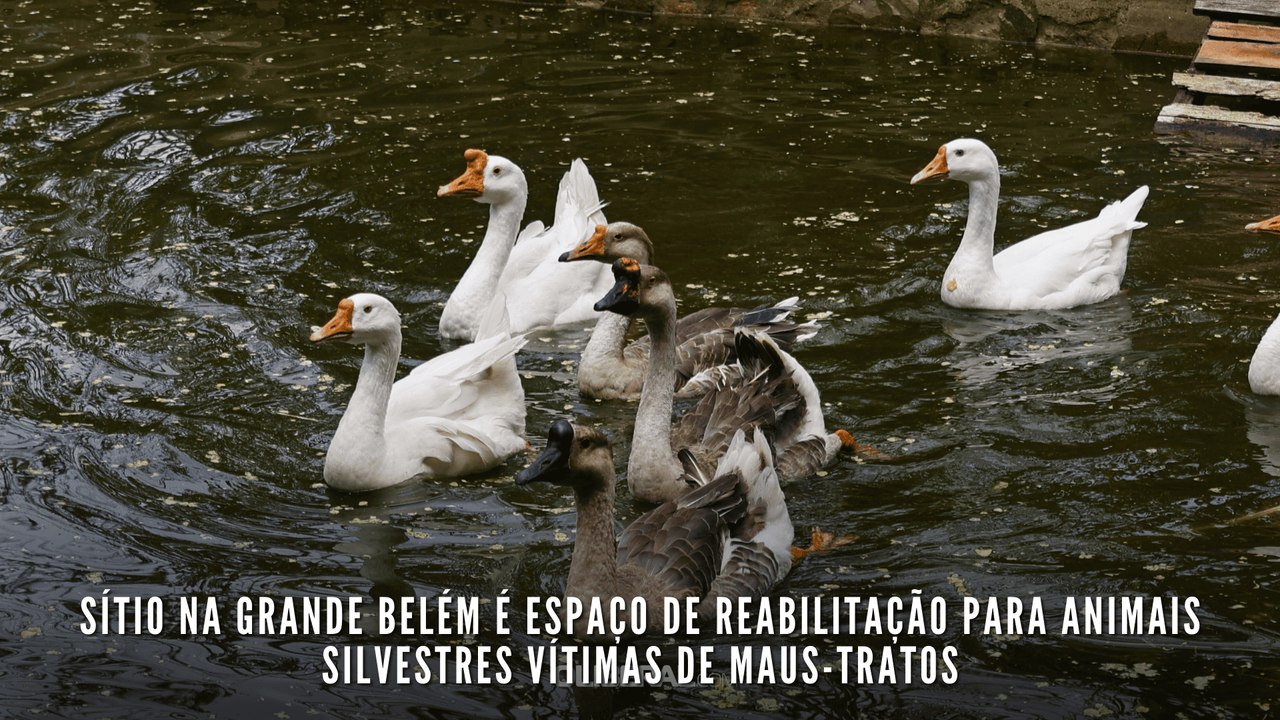 Sítio na Grande Belém é espaço de reabilitação para animais silvestres vítimas de maus-tratos