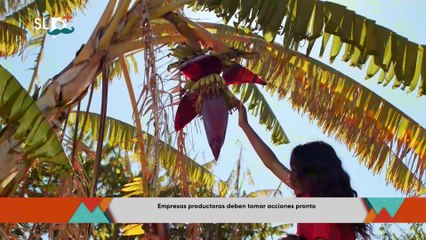 SLP Miércoles 19 nov nota Banano y piña