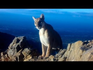 Hidden Camera Captures Rare Wildlife in Angeles National Forest