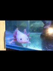 Axolotl Salamander Fish | Pokemon Mudkip
