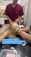 Lyon. Refuge de toutes les urgences, ce grand centre vétérinaire ouvert 24h/24 ne dort jamais