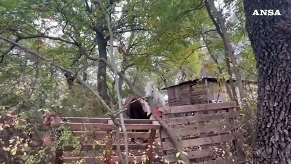 Famiglia in un bosco in Abruzzo, il Tribunale dei minori allontana i tre figli