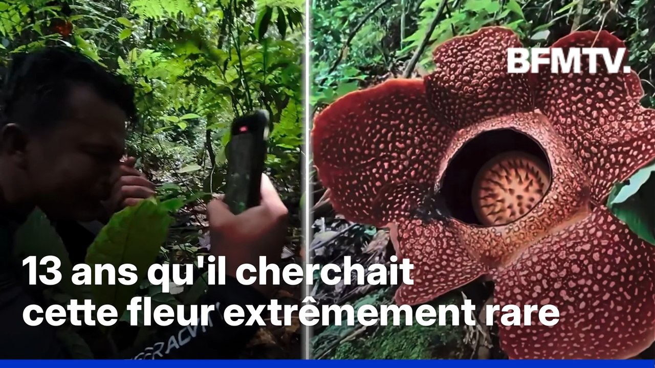 Indonésie: un chercheur fond en larmes en découvrant la plante qu’il cherche depuis plus de 13 ans