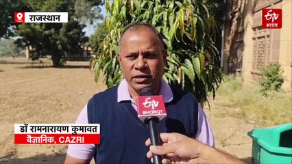 कैक्टस बन रहा है किसानों की कमाई का जरिया, CAZRI बिना कांटों वाले कैक्टस को दे रहा बढ़ावा