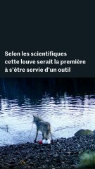 Une louve intrigue des scientifiques en manipulant un objet pour se nourrir