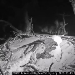 The mother eagle shielded her chicks from the blizzard.