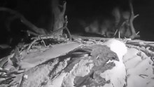 The mother eagle shielded her chicks from the blizzard.
