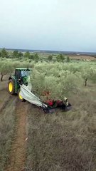 Harvesting olives