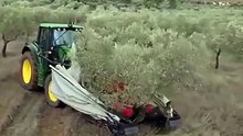 Harvesting olives