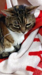 Friday Night Vibes ? #cat #funnycats #viralcats #animals #shorts #cute #trending #fyp #goodnight