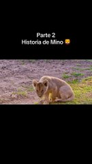 La Historia De mino: El Cachorro de leon que desafio la supervivencia  parte 2