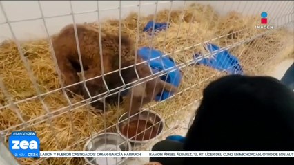 La osa “Mina” muestra una notable mejoría