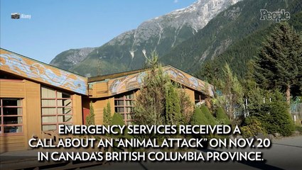 Grizzly Bear Attack on School Students and Teachers Leaves 2 in Critical Condition, Multiple Injured