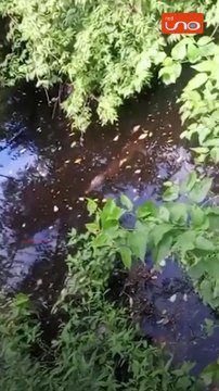 ALERTA EN SAN ANTONIO POR AVISTAMIENTO DE TRES LAGARTOS CERCA DE LAS VIVIENDAS