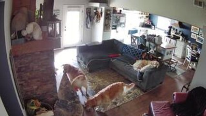 Playful Sheltie Dashes Away With Person Chasing Behind