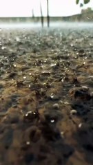 Beautiful rain drops l monsoon l barish l whatsapp status