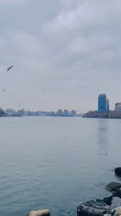 Nelson Wang crossed the Roosevelt Island Bridge to the opposite bank to date seagulls and geese. This video was shot on November 20, 2025.